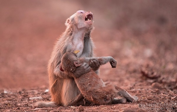 Phàm những loài có huyết khí đều có tri giác. Đã có tri giác ắt tham sống sợ chết, hướng lành, lánh dữ.