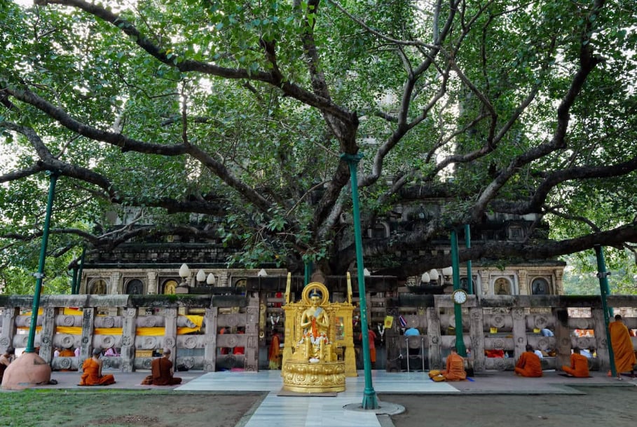 Các nhà sư ngồi tĩnh toạ bên dưới 'hậu duệ' của cây bồ đề nơi Đức Phật thành đạo.