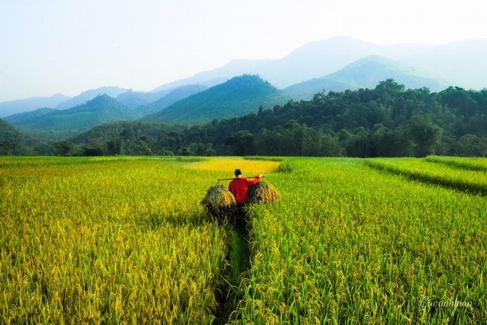 Chỉ có tự nỗ lực tinh tiến mới đoạn trừ được ác nghiệp, giải thoát luân hồi