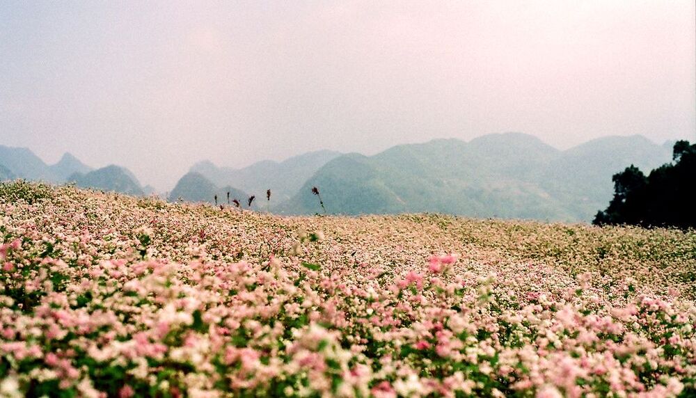 Làm người như cỏ hoa, dù không phải người người đều thấu hiểu, vẫn thấy vui khi được tận lực hết lòng