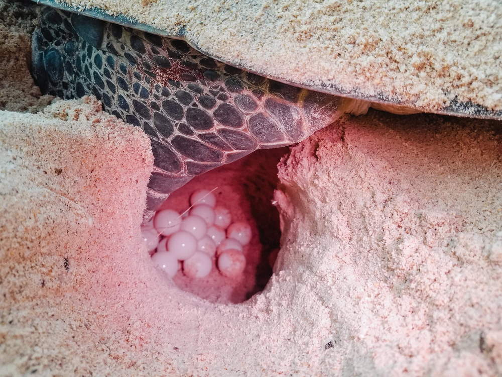 Rùa mẹ đang đẻ trứng