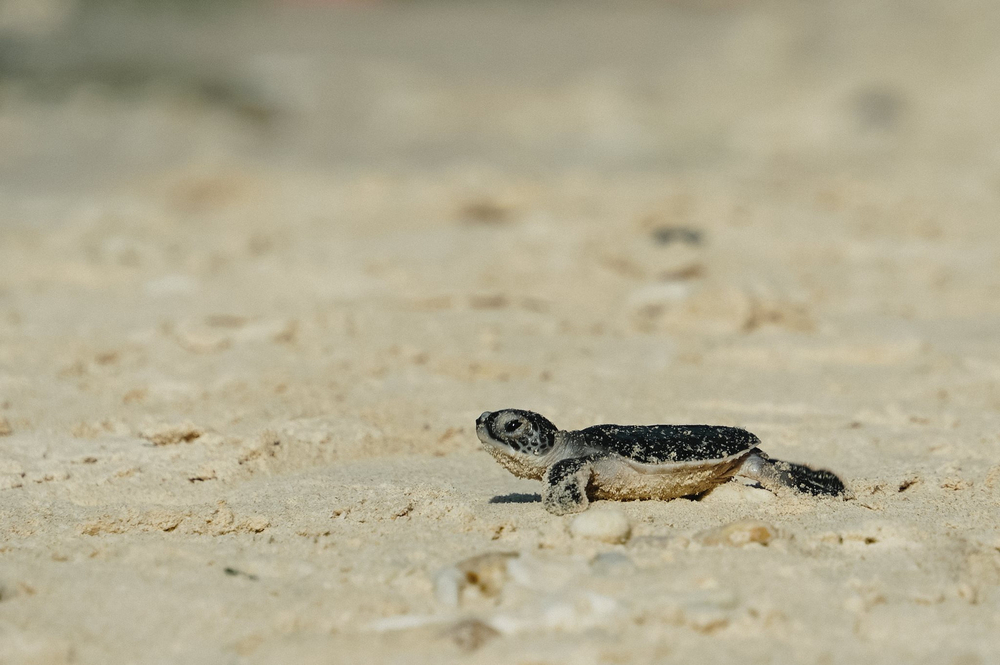 Rùa biển con tại VQG Côn Đảo