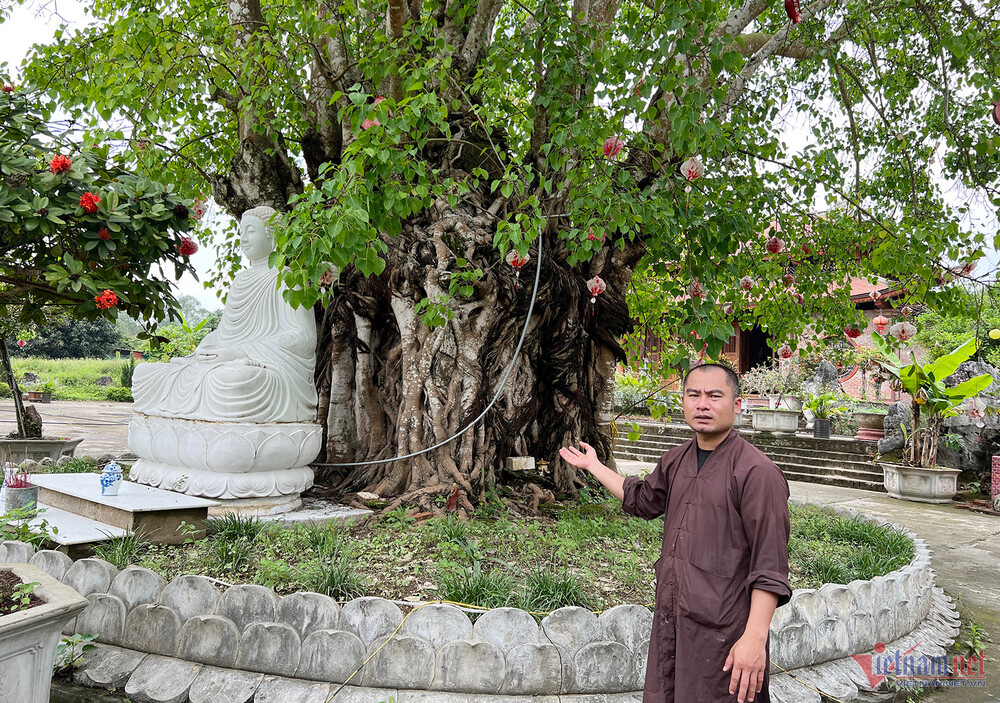 Đại đức Thích Thiền Tuệ - trụ trì chùa Vĩnh Phúc giới thiệu về lịch sử ngôi chùa và sự kỳ bí của thân cây bồ đề. Ảnh: Quốc Huy.