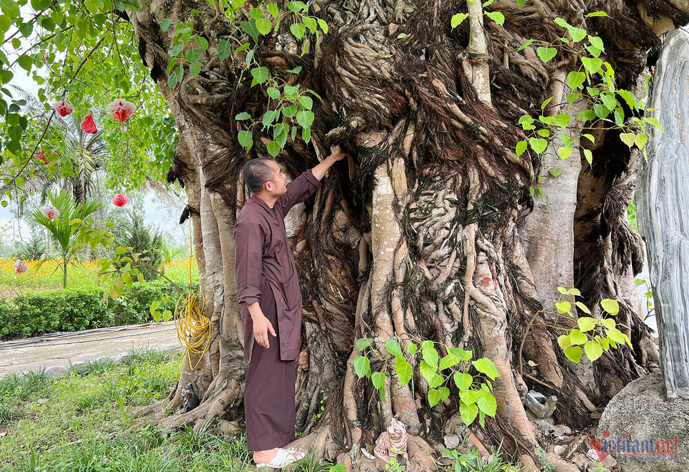 Hình thù thân cây bồ đề giống như bản đồ địa chính của huyện Nam Đàn. Ảnh: Quốc Huy