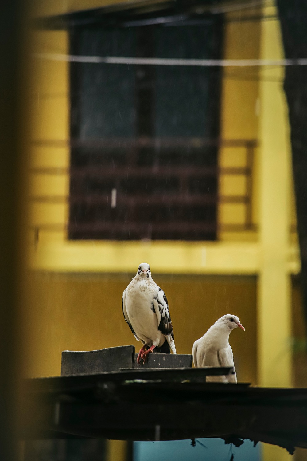 Những chú chim bồ cầu thong dong nơi cửa thiền