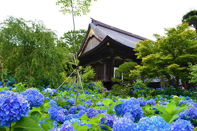 Chùa Unshoji hiện tại trở thành địa điểm ngắm hoa cẩm tú cầu tiêu biểu của tỉnh Akita