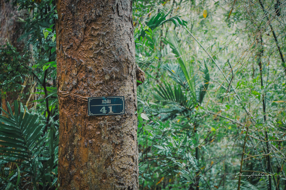 Các cây cổ thụ ở đây được đánh số để quản lý như là bảo vật