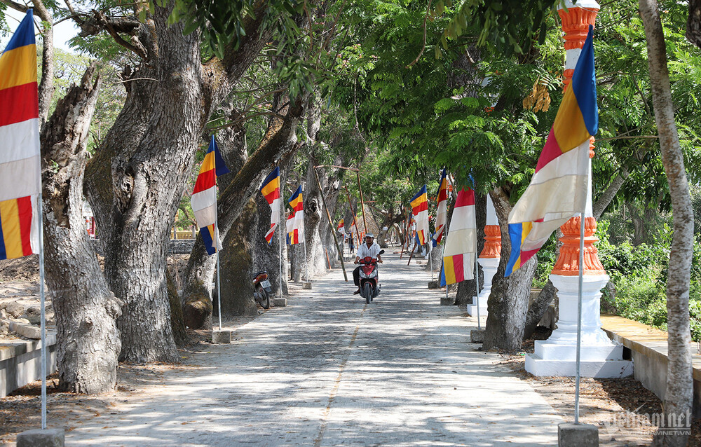 Hàng còng cổ thụ dẫn vào chùa.