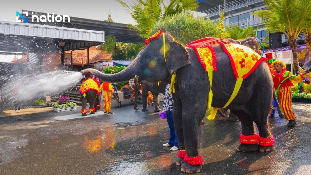 Các chú vọi tại Vườn nhiệt đới Nong Nooch của tỉnh Chonburi (Thái Lan) biểu diễn thể hiện vẻ đẹp trong hoạt động đón năm mới truyền thống của xứ sở chùa vàng. Ảnh: Nation