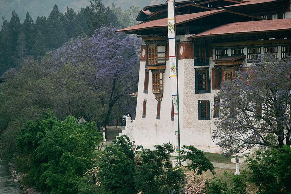 Thời điểm Tâm Bùi đến Bhutan trùng mùa hoa phượng tím. Một trong những địa điểm ngắm hoa phượng tím đẹp nhất là pháo đài Punakha Dzong. Pháo đài nằm bên hợp lưu sông Pho Chhu (Cha) và Mo Chhu (Mẹ) trong thung lũng Punakha - Wangdu ở thành phố Punakha.