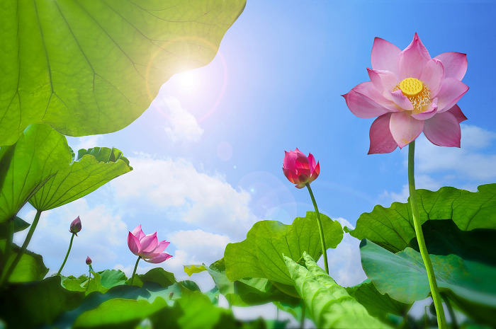 Phật giáo cũng chỉ ra rằng, “ở đời vui đạo” phải dựa trên nền tảng 4 chữ: “Hiện tại lạc trú” hay “Hiện pháp lạc trú”, tức là cách vun trồng hạnh phúc ngay trong giờ phút hiện tại và ngay đây.