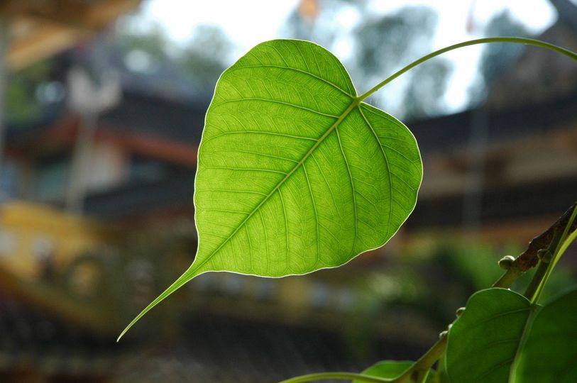 Ảnh minh hoạ.