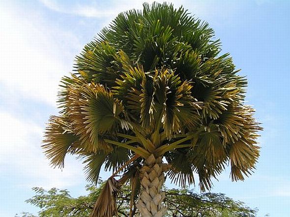 Corypha umbraculifera (cây lá bối).