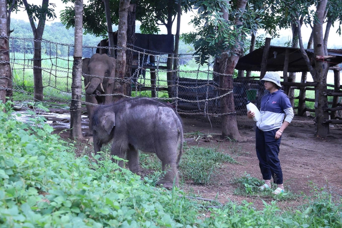 Chú voi con từ chối về rừng, ở lại trả ơn người cứu mạng 2