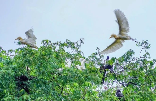 Những ngôi chùa ‘cưu mang’ đàn chim trời, dơi khổng lồ suốt hàng chục năm 1