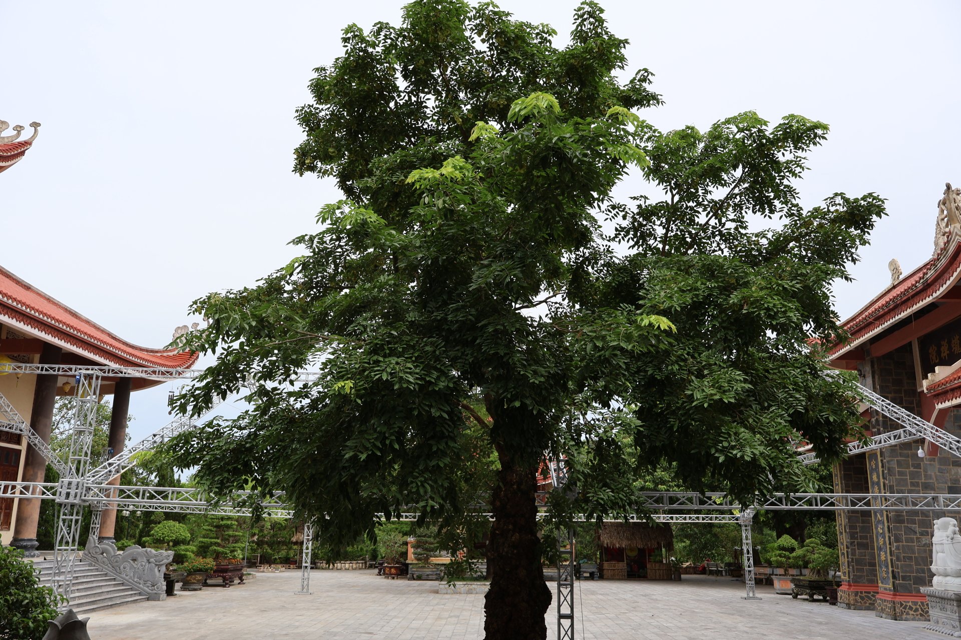 Thiền viện Trúc Lâm Hàm Rồng - Nơi non xanh vọng tiếng chuông thiền 9