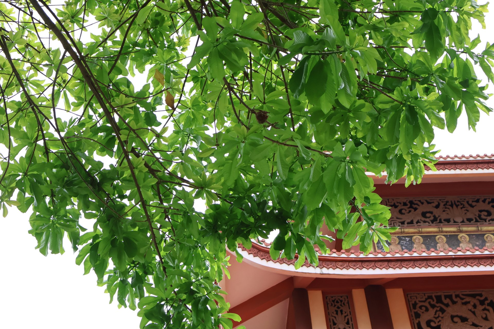 Thiền viện Trúc Lâm Hàm Rồng - Nơi non xanh vọng tiếng chuông thiền 29