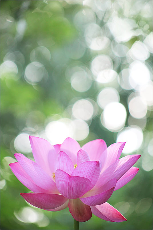 Hoa sen Phật giáo là biểu tượng của sự tinh tấn, sự trí tuệ và tinh thần thanh tịnh. Hãy đến và chiêm ngưỡng hình ảnh hoa sen phật giáo để được trải nghiệm những giá trị tinh thần đó.