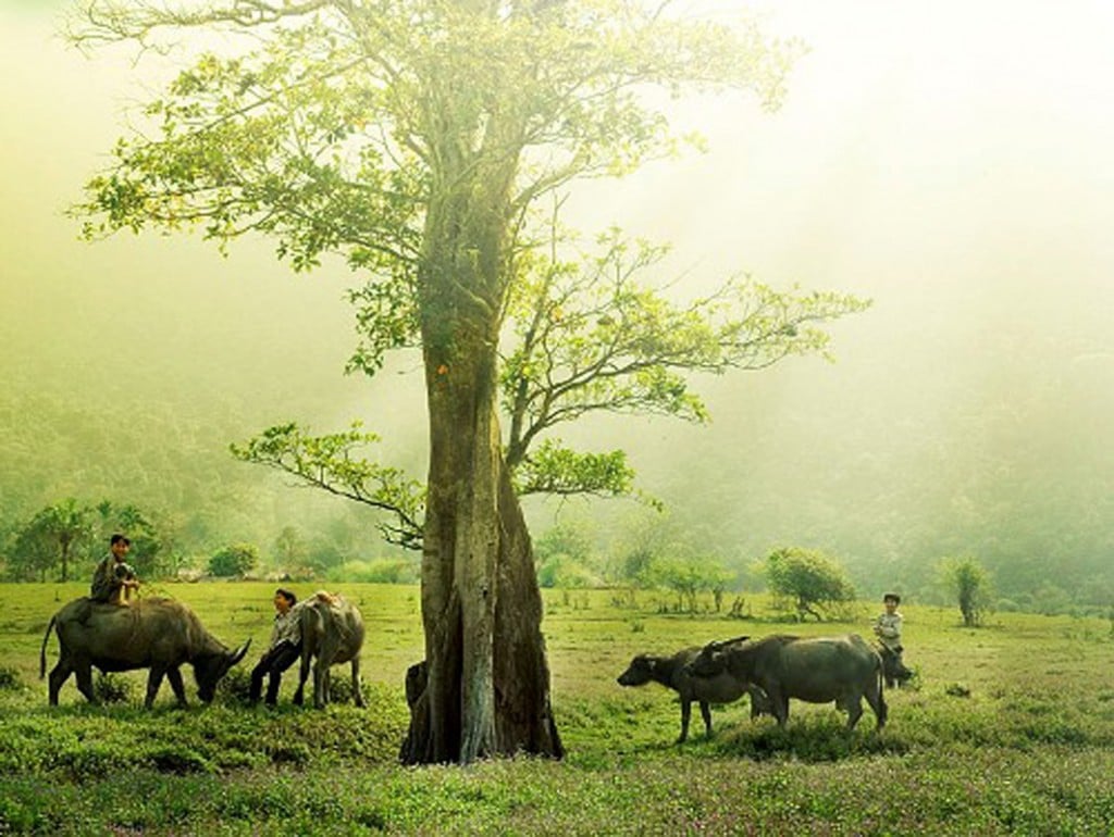 Quê hương Việt Nam: \