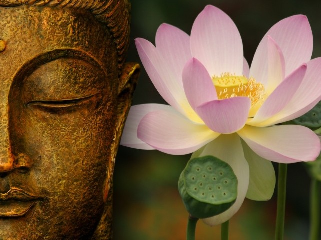 Luân hồi, cánh bướm, đậu đài sen - Mỗi hình ảnh cánh bướm, đậu đài sen và khái niệm luân hồi trong Phật giáo đều tương đồng với sự sống động và tái sinh, thể hiện sự đổi mới và hy vọng cho cuộc sống.