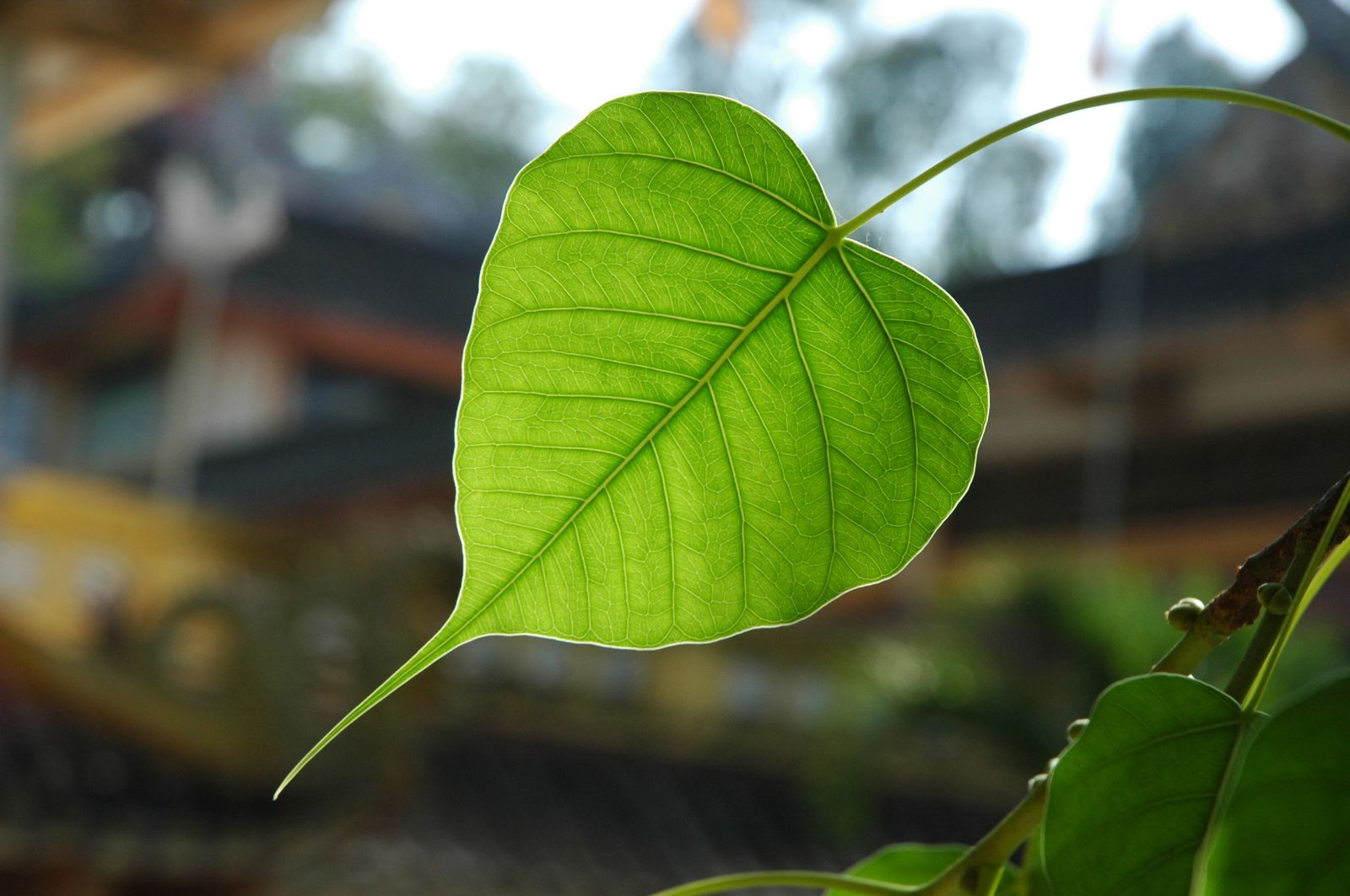 Tâm Bồ Đề là gì ?