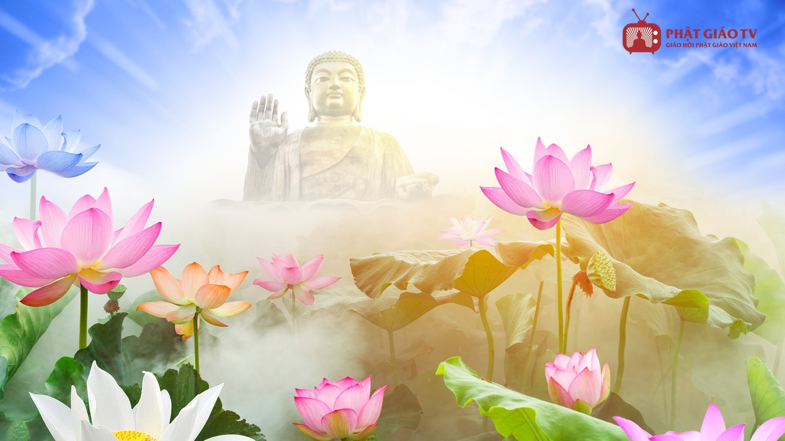 Ý nghĩa của hoa sen trong Đạo Phật