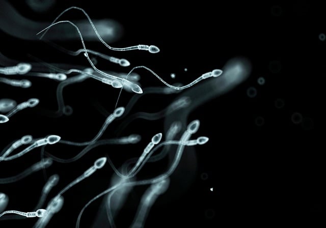 human-sperm-cells-1600613578758