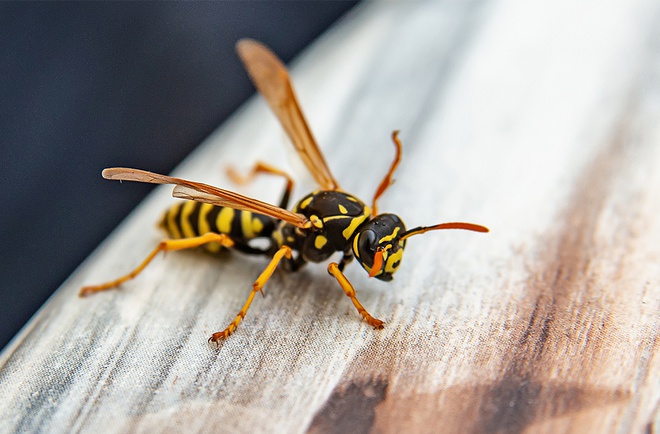 WASP