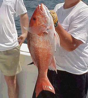 300px-Red_snapper_catch