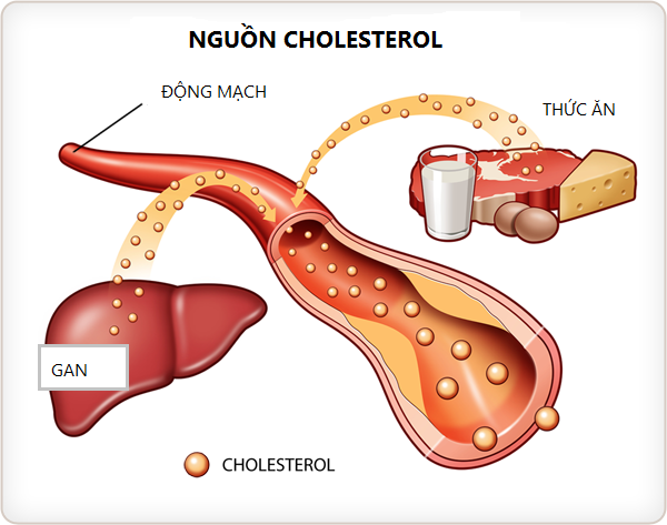359_muc-cholesterol-cao