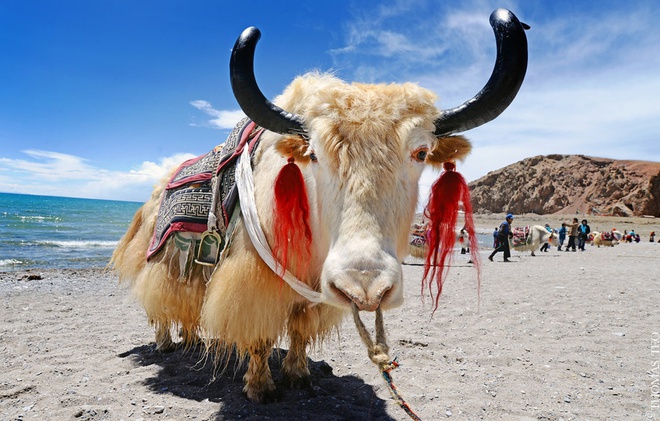 tibet_yaks