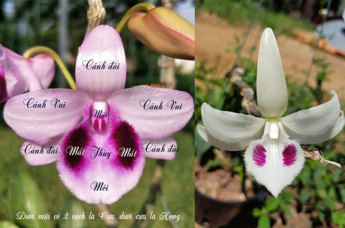 nhan-biet-phi-diep-5-canh-trang