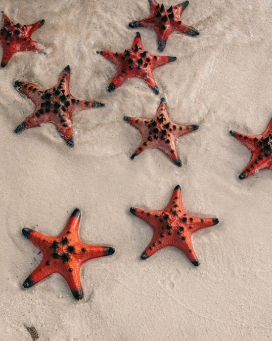 seastars-PPHQ8243