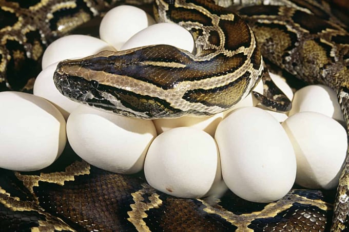can-pet-snakes-eat-eggs