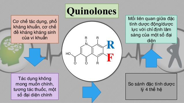 pharmacology-of-quinolone-antibiotics-dc-l-khng-sinh-nhm-quinolon-7-638