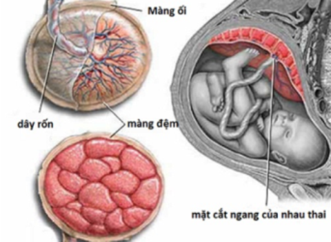 nhau thai (1)