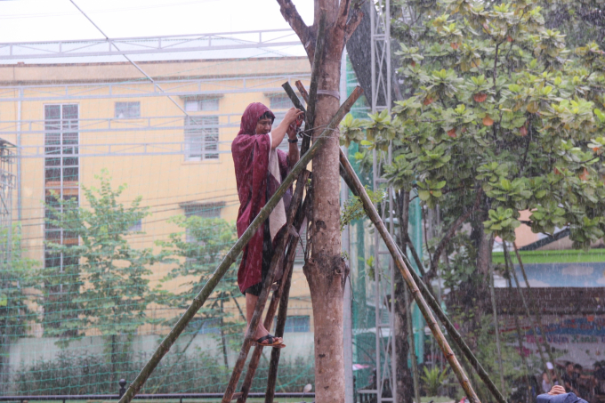 Chặt tỉa, gia cố cây xanh trong trường học tại TP Vinh, Nghệ An. Ảnh minh họa