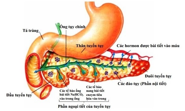 Cau_tao_tuyen_tuy._Anh_minh_hoa