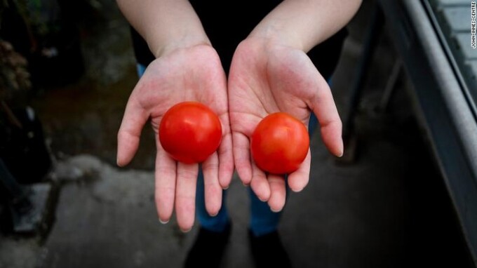 Một quả cà chua được chỉnh sửa gen (trái) được so sánh với một quả cà chua bình thường. Ảnh: New Atlas