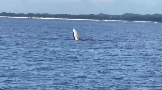 Cá voi bất ngờ xuất hiện ở vùng biển đảo Vĩnh Thực, Móng Cái. Ảnh: LĐO
