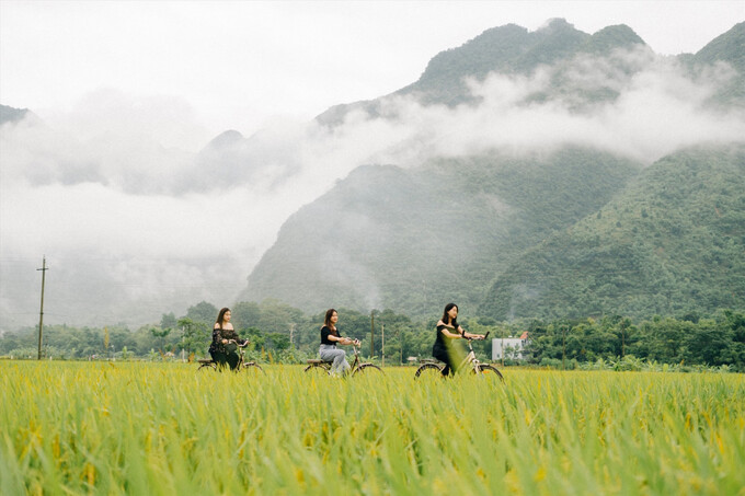Du khách thong thả đạp xe giữa cánh đồng lúa chín tại Mai Châu