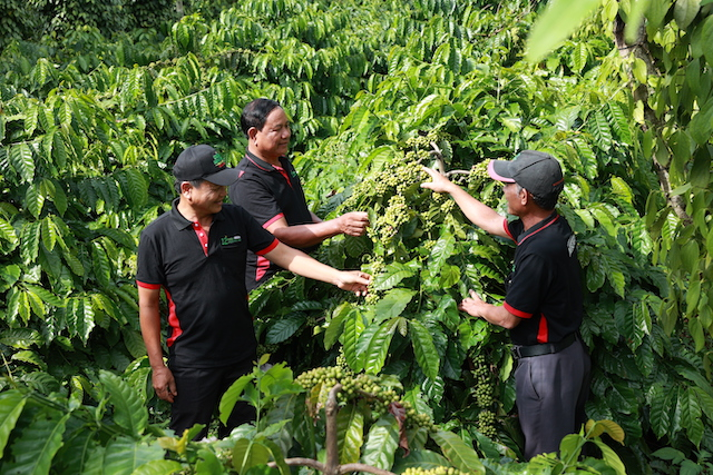 Các hộ nông dân tham gia dự án NESCAFÉ Plan được tập huấn và thực hành phương pháp canh tác bền vững