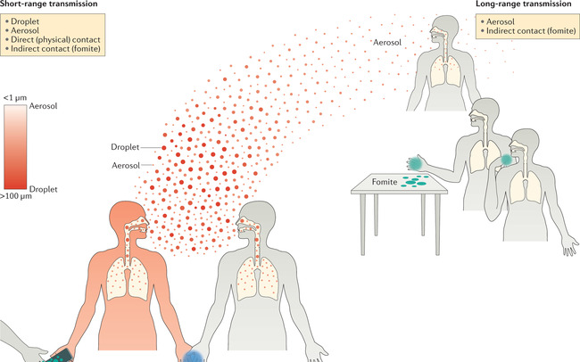 13122022-virus-duong-ho-hap-16709239437201067933557-crop-1670923952293405728296