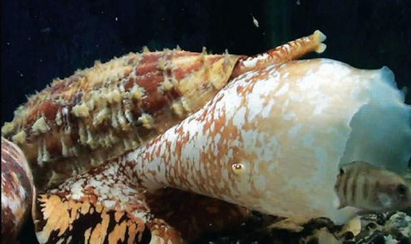 Ốc Conus sử dụng insulin để làm choáng con mồi. Ảnh: New Atlas