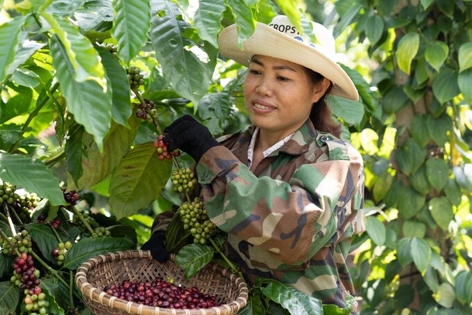 Chương trình NESCAFÉ Plan góp phần cải thiện kinh tế cho nhiều nông hộ canh tác cây cà phê và nâng cao vai trò và vị thế của người phụ nữ