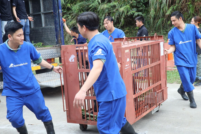 5 cá thể Gấu được đưa về Trung tâm Cứu hộ Gấu Việt Nam