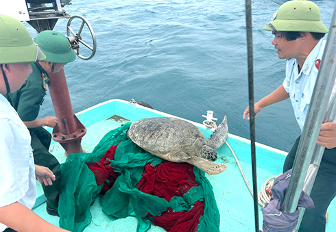 Lực lượng chức năng tổ chức thả cá thể rùa xanh về vùng lõi Khu bảo tồn biển Hòn Mun. Ảnh: BKH