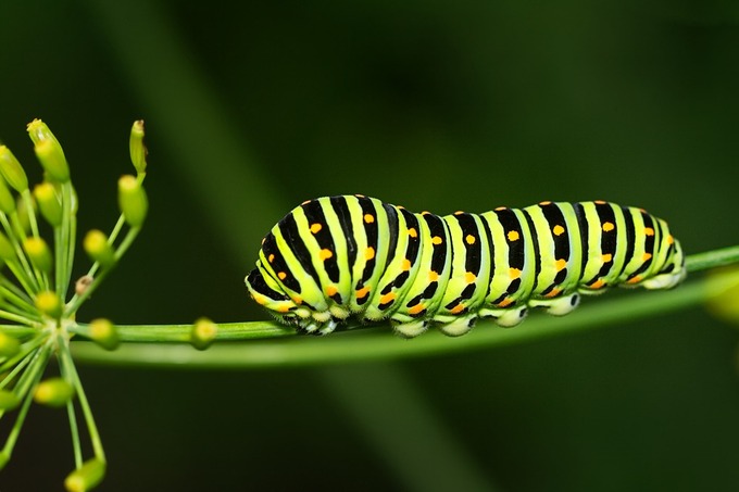 caterpillar-7434958_960_720