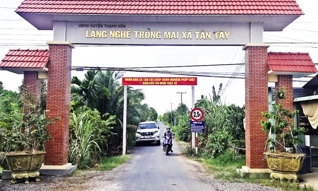 Làng nghề trồng mai xã Tân Tây (nguồn longan.gov.vn)