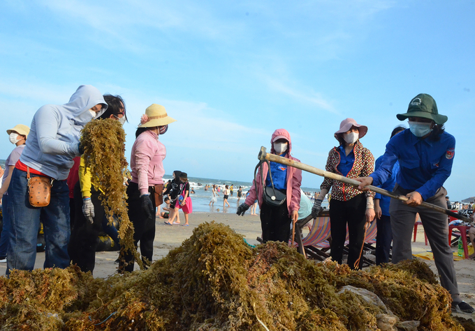 Hơn 1.000 người tình nguyện tham gia thu gom rác và rong biển tươi trôi dạt vào bờ